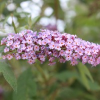 Buddleja davidii Franch.